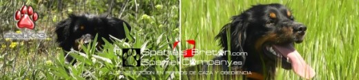 EPAGNEUL BRETON K-3-Abel
TRICOLOR COLOR DOMINANTE NEGRO
www.spanielsbreton.com EPAGNEUL BRETON K-3-Abel
TRICOLOR COLOR DOMINANTE NEGRO
www.spanielsbreton.com